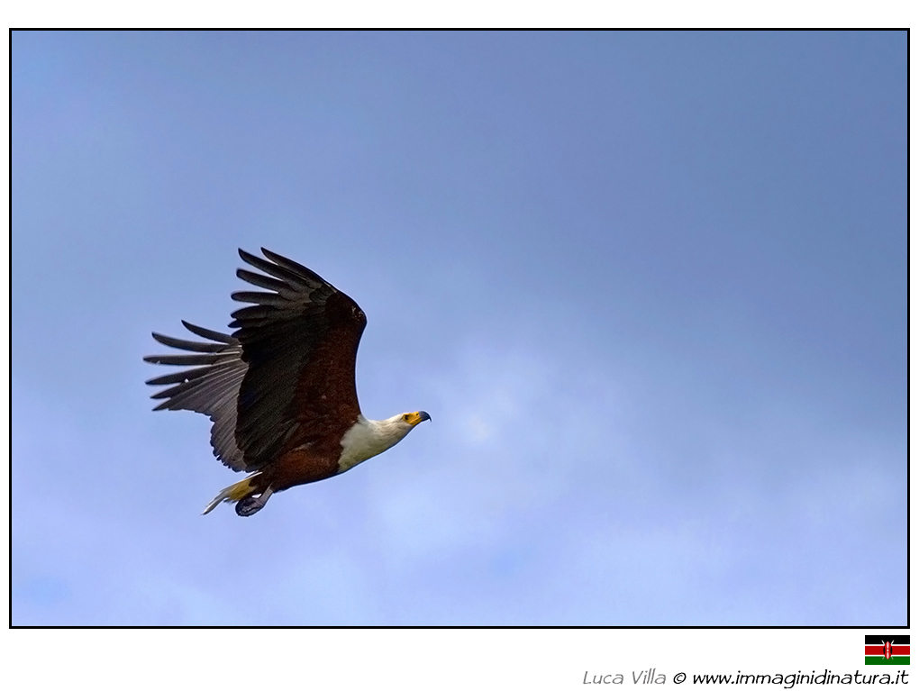 Aquila pescatrice africana -  Haliaeetus vocifer
